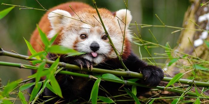 Veterinarians Nursed This Injured Red Panda Back to Health