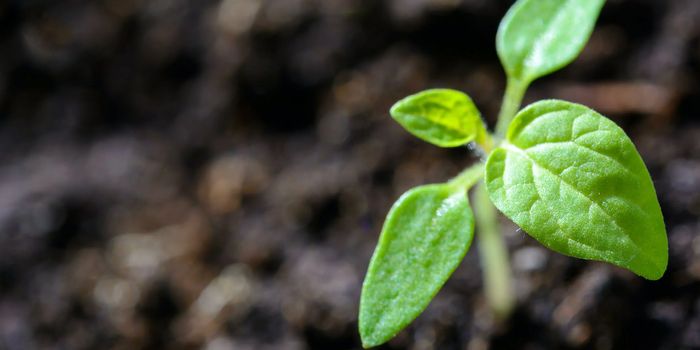 Wearable Tech for...Plants?