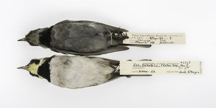 Dirty, dead birds reveal truths about air pollution