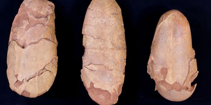 72-Million-Year-Old Awe-Inspiring Dinosaur Embryo discovered!