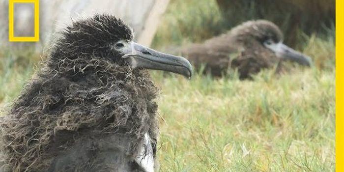 Awestruck for albatross
