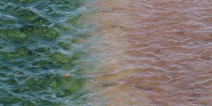 To Survive Environmental Challenges, Red Algae Grab Bacterial Genes