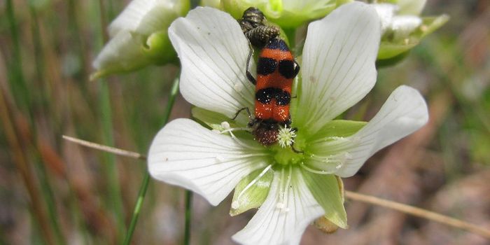 Venus Flytraps May Not Eat Their Pollinators, Study Finds