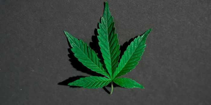 Study Shows Hemp's Effectiveness in Capturing Greenhouse Gas