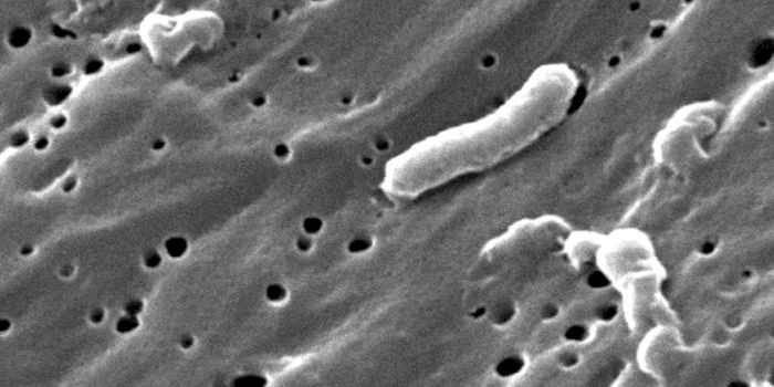 Small RNAs are Influential in Bacteria, Including Pathogens Like V. Cholerae