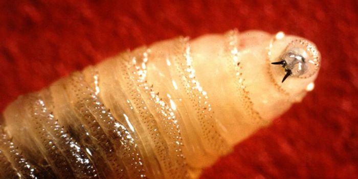 Florida Livestock is Being Impacted by Screwworm Infections