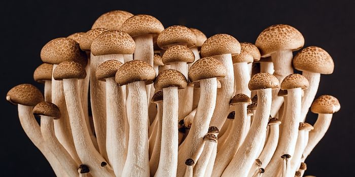 Magic mushrooms help cancer patients' depression