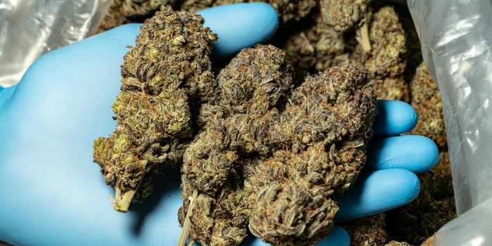 Study Recommends Threshold Cannabis Consumption Amounts for Safer Use