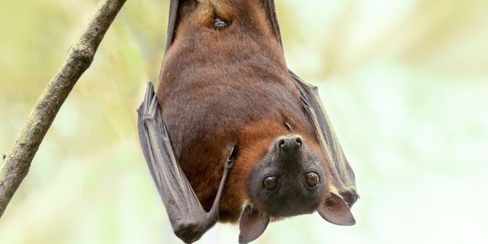 Flying Foxes Must be Careful of Crocodiles When Hydrating