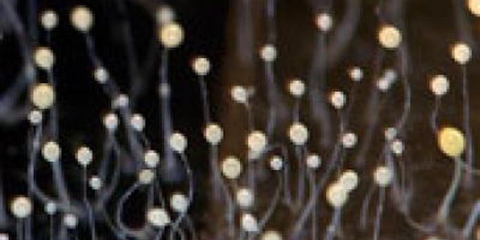 Sulfur May've Been Essential to the Evolution of Multicellular Life