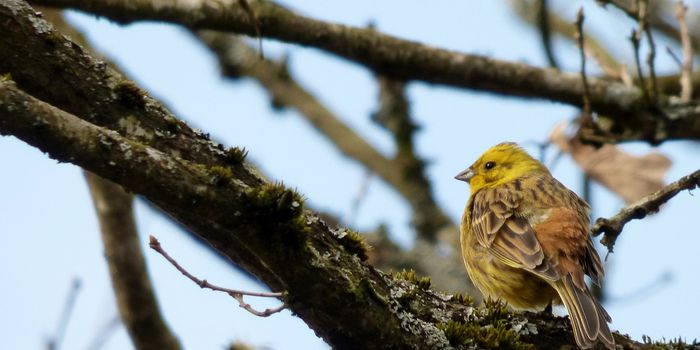 Yellowhammer Birdsong Dialects Are Changing Between Britain and New Zealand