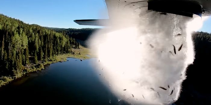 Learn Why the State of Utah Drops Fish From Airplanes
