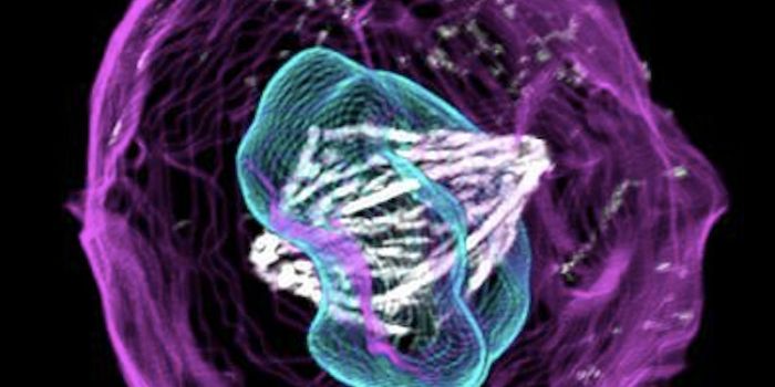 An Unprecedented Window Into a Human Cell