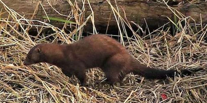 Do Farmed Carnivores Promote Zoonotic Disease?