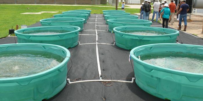 Clean  Up Wastewater, Produce Biofuels: Algae Does Both