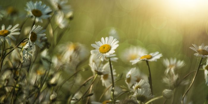 Plants Must Adapt to Heat Stress Quickly to Avoid Damage