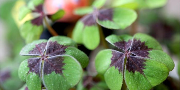 Photorespiration Shortcut Boosts Crop Yield