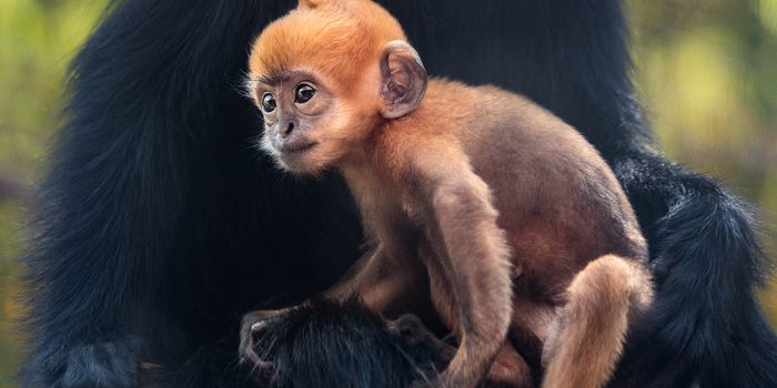 Meet the Two New Baby Monkeys From Los Angeles Zoo