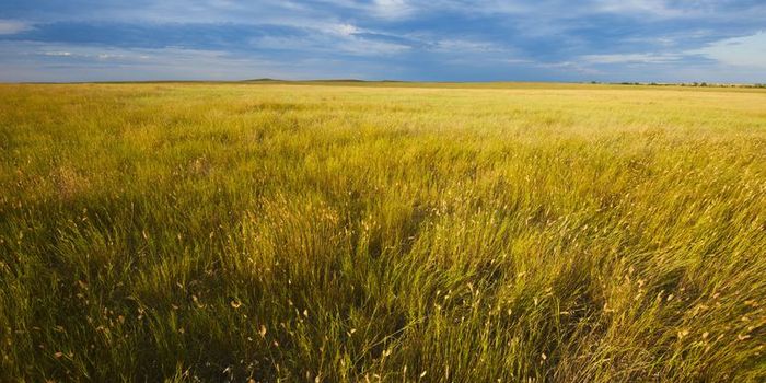 Are grasslands on the decline?