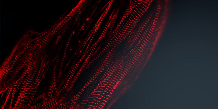 Why Can't the Heart Repair Itself?