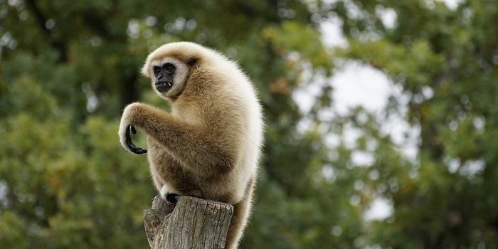 New gibbon fossils suggest the genus is 8 million years old