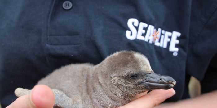 Sea Life Sanctuary Gets First Humboldt Penguin Chick in a Decade