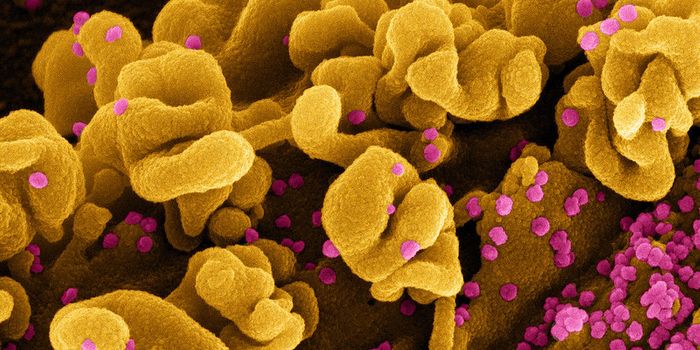 Engineered Spider Silk Can Trap Airborne Pathogens