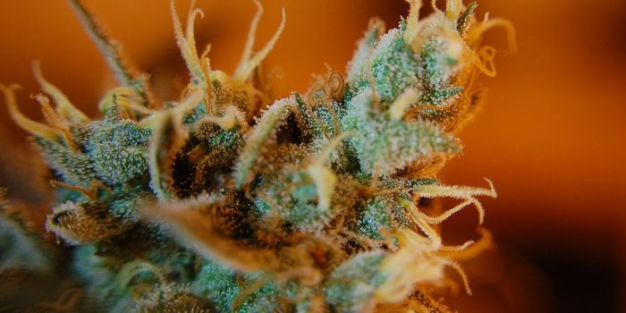 Frequent Cannabis Use During Adolescence Lowers IQ