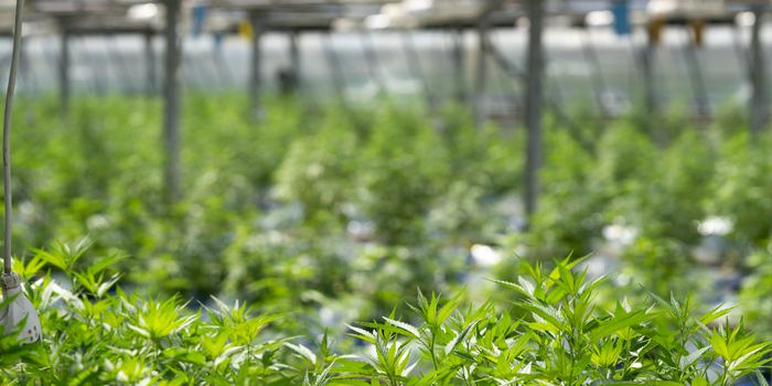 Genetic Test for Hemp Seeds Predicts THC Content of Plant