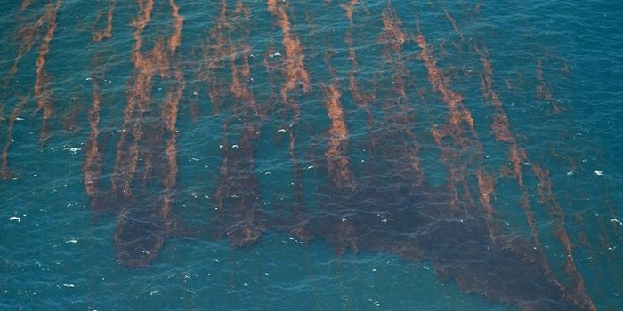 A Microbe That Makes Methane From Oil is Found in the Gulf of Mexico