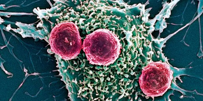 Scientists Discover "Quality Control" Department During T Cell Development