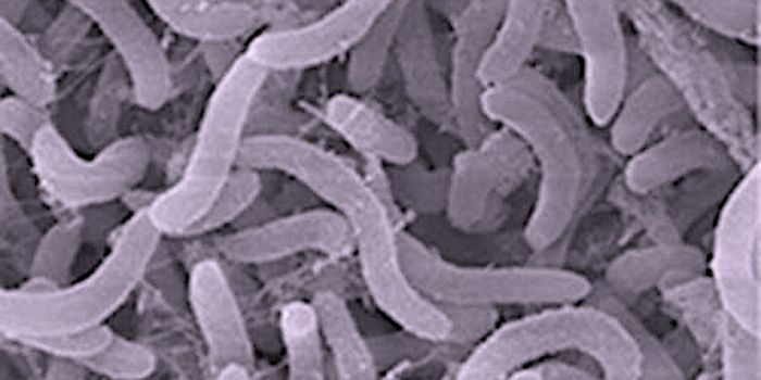 The Most Common Marine Microbe Has a Virus in Its Genome