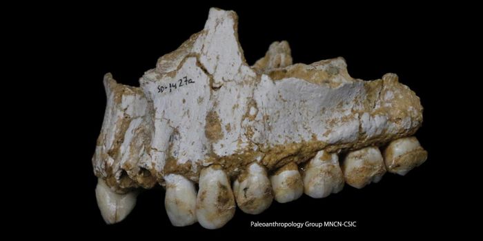 Neanderthals had Medicinal Remedies