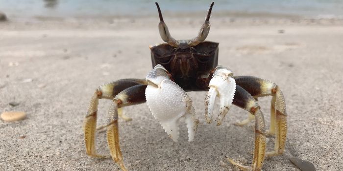 Shellfish - the new method to prevent unwanted pregnancies