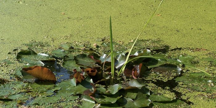 The Secret to the Success of World's Fastest Growing Plant