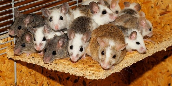 Vitamin A and Alzheimer's: Is There a Link?