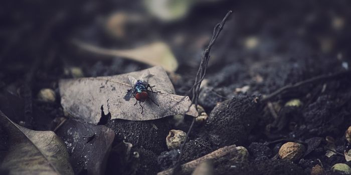 New AI System ID's Mosquitoes