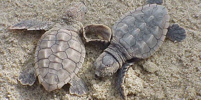 Microplastic Pollution Threatens Loggerhead Sea Turtle Nesting Sites