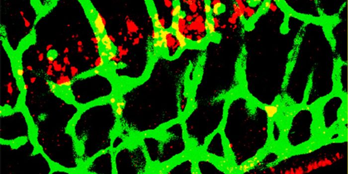 New Protein Found in B Lymphocytes