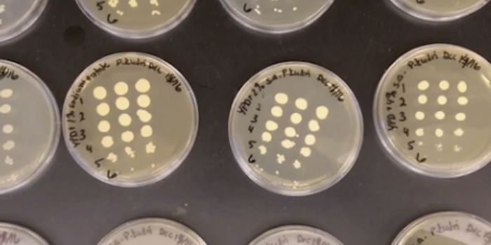 Babies' Gut Yeast Linked to Increased Asthma Risk