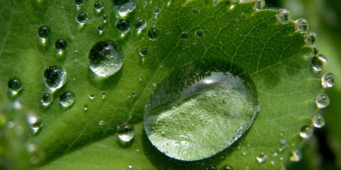 Deforestation in Tropical Areas Linked to Reduced Rainfall