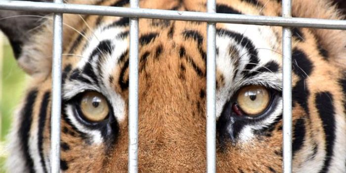 Thailand Temple Tiger Trafficking Investigation Ongoing, 40 Dead Cubs Found