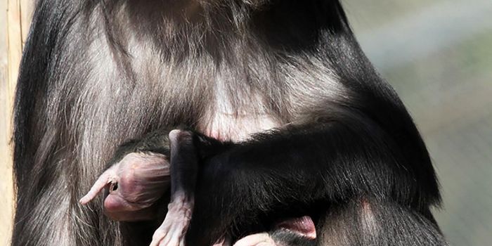 Tonkean Macaque Devours Her Deceased and Mummified Baby, A First for the Species