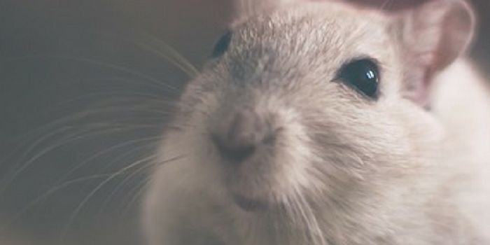 New Information on How the Brain Heals