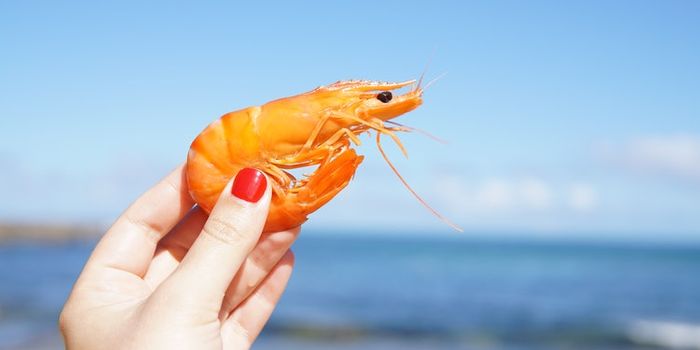 Shrimp claw inspires new method of underwater plasma generation