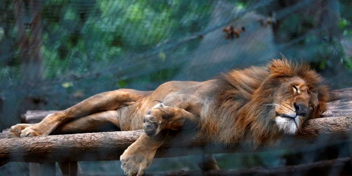 Food Shortages in Venezuela Zoos is Bad News for Animals There