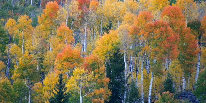 In forests, biodiversity pays, literally