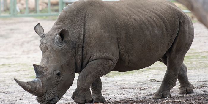 Sana, the Oldest Southern White Rhino in Captivity, Has Died