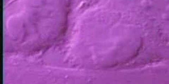 Molecular Biology Visualization of DNA