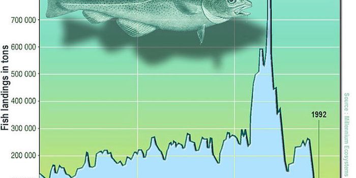 New Study Explains Why Cod Populations Haven't Been Rebounding